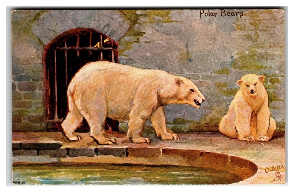 Raphael Tuck Oilette Postcard Polar Bears Zoo Series II 9152 M. MCN. W.